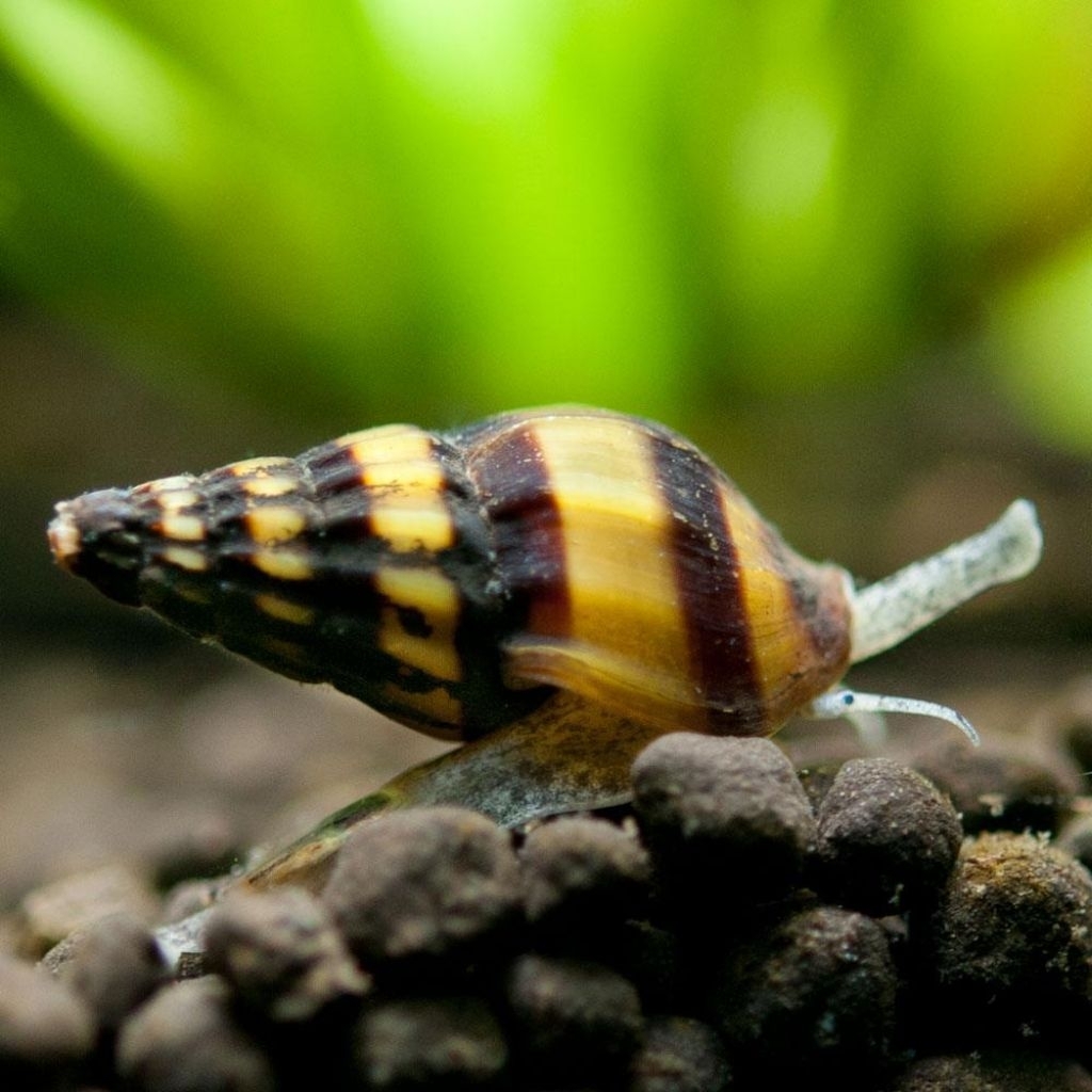 KEONG HIAS AQUASCAPE KEONG ASSASIN