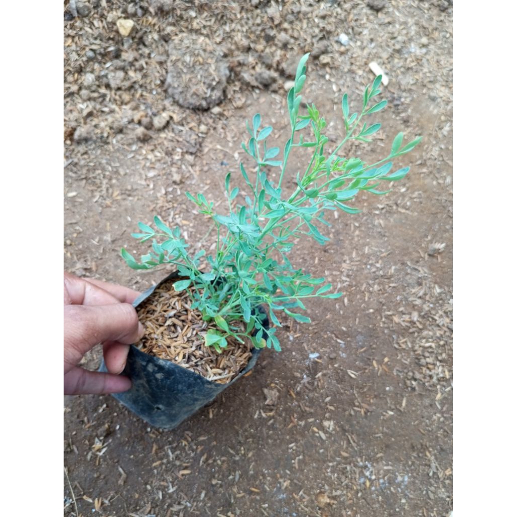 inggu/herbal inggu/tanaman herbal inggu