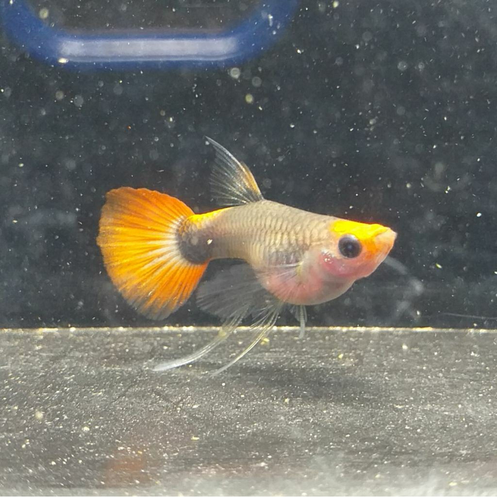 hiasan akuarium | Guppy Tuksedo Koi SB glass belly ribbon