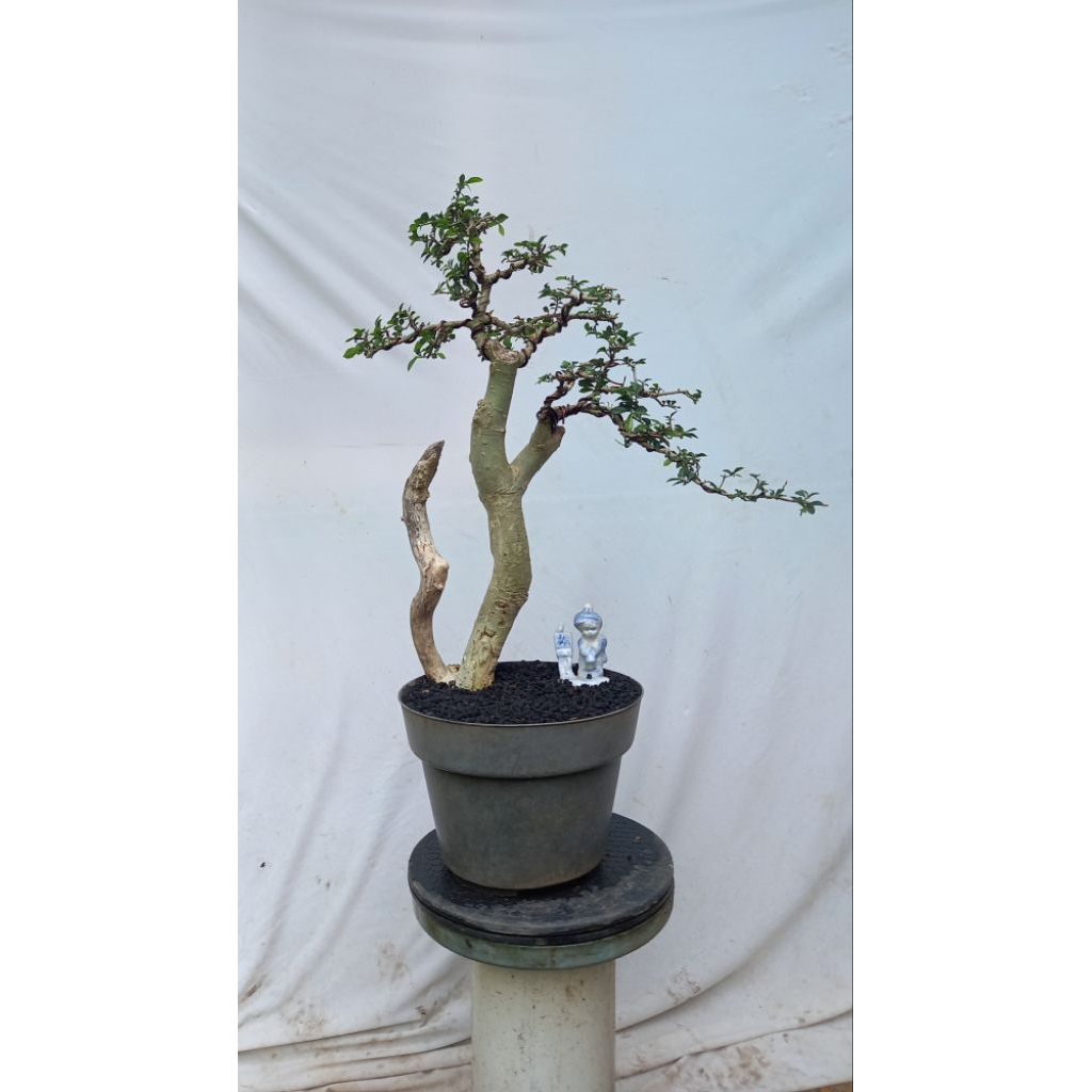 BONSAI POHON SERUT/STREBLUS ASPER BUNJIN
