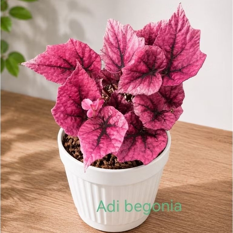 begonia merah tanaman hias daun begonia super red