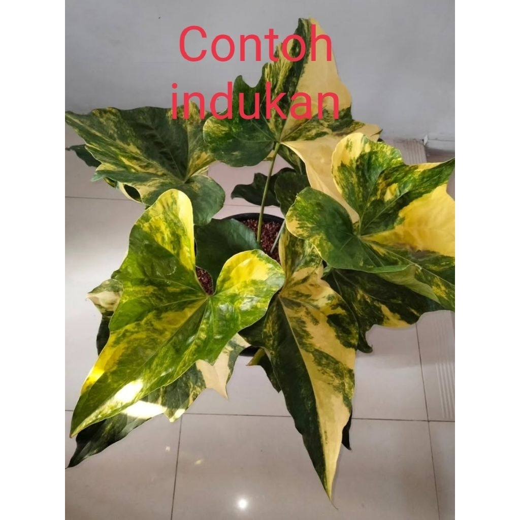 anthurium pterodactyl varigata real pict