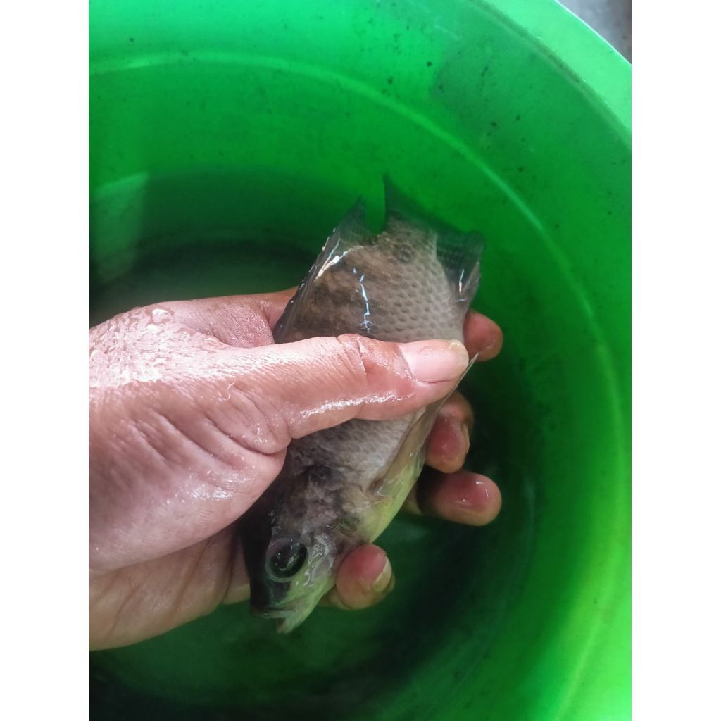 Bibit Ikan Nila Nirwana  2 jari harga perkg