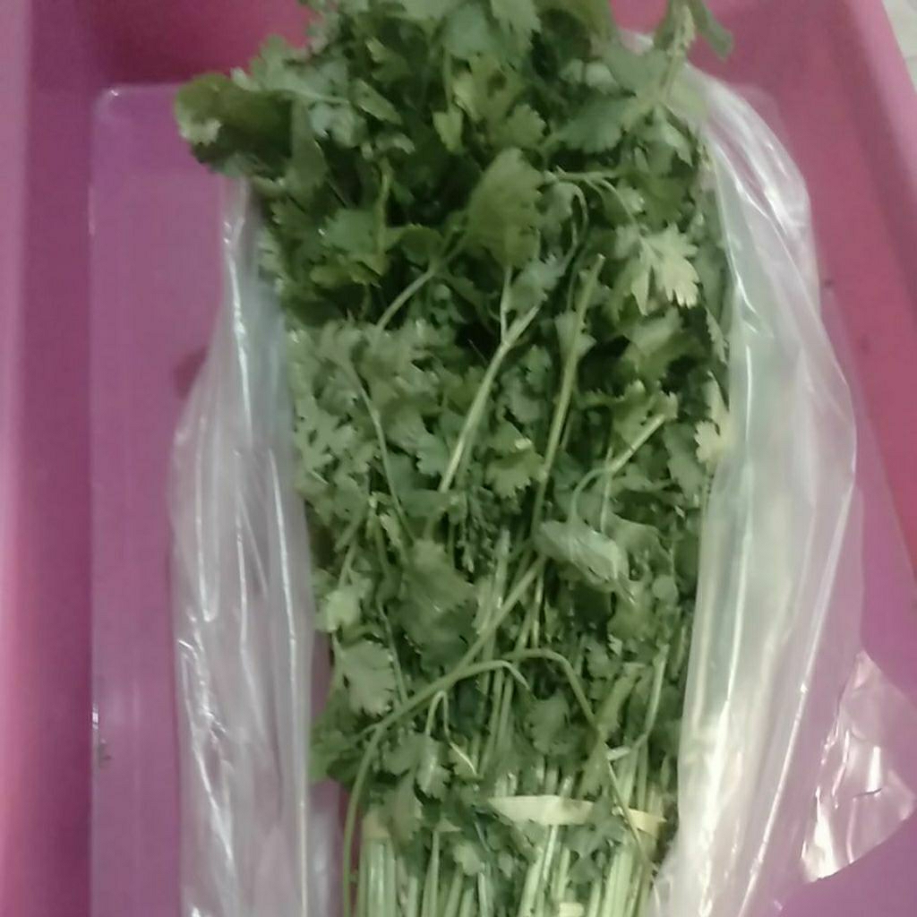 Sayur Daun Ketumbar / Cilantro / Coriander segar