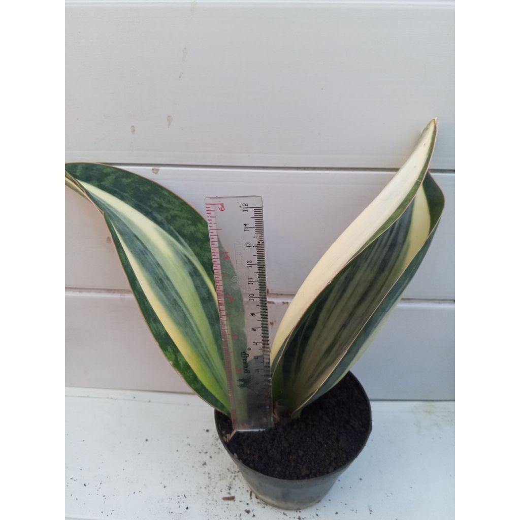 sensivera mason varigata 2 daun