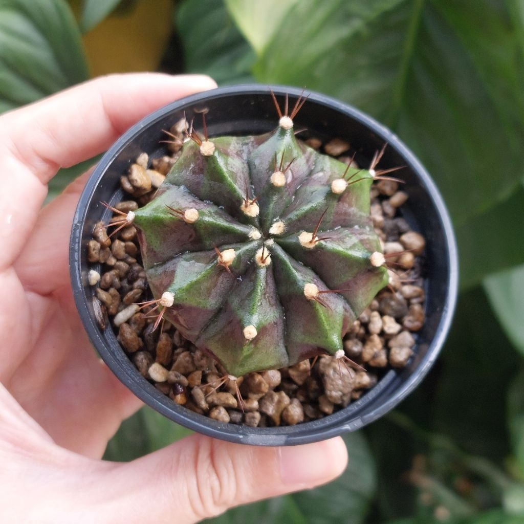 Kaktus Cantik Gimno ID Gymno Gymnocalycium Purple Nebula Set Pot