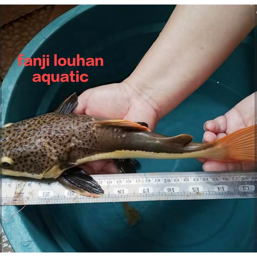 ikan  hias RTC 20 cm
