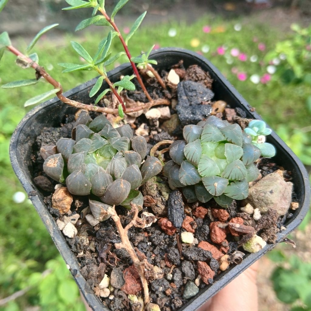Haworthia cooperi obtusa sukulen bening