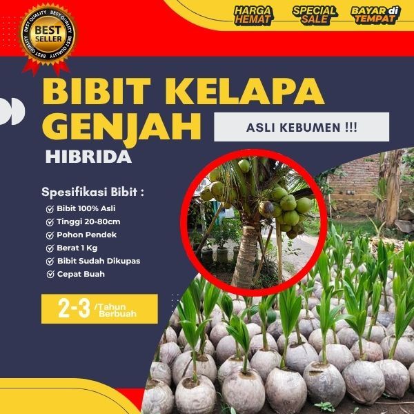 TERLARIS  Pohon Kelapa Hibrida Asli, Pohon Kelapa Hibrida Aceh, Pohon Kelapa Hibrida