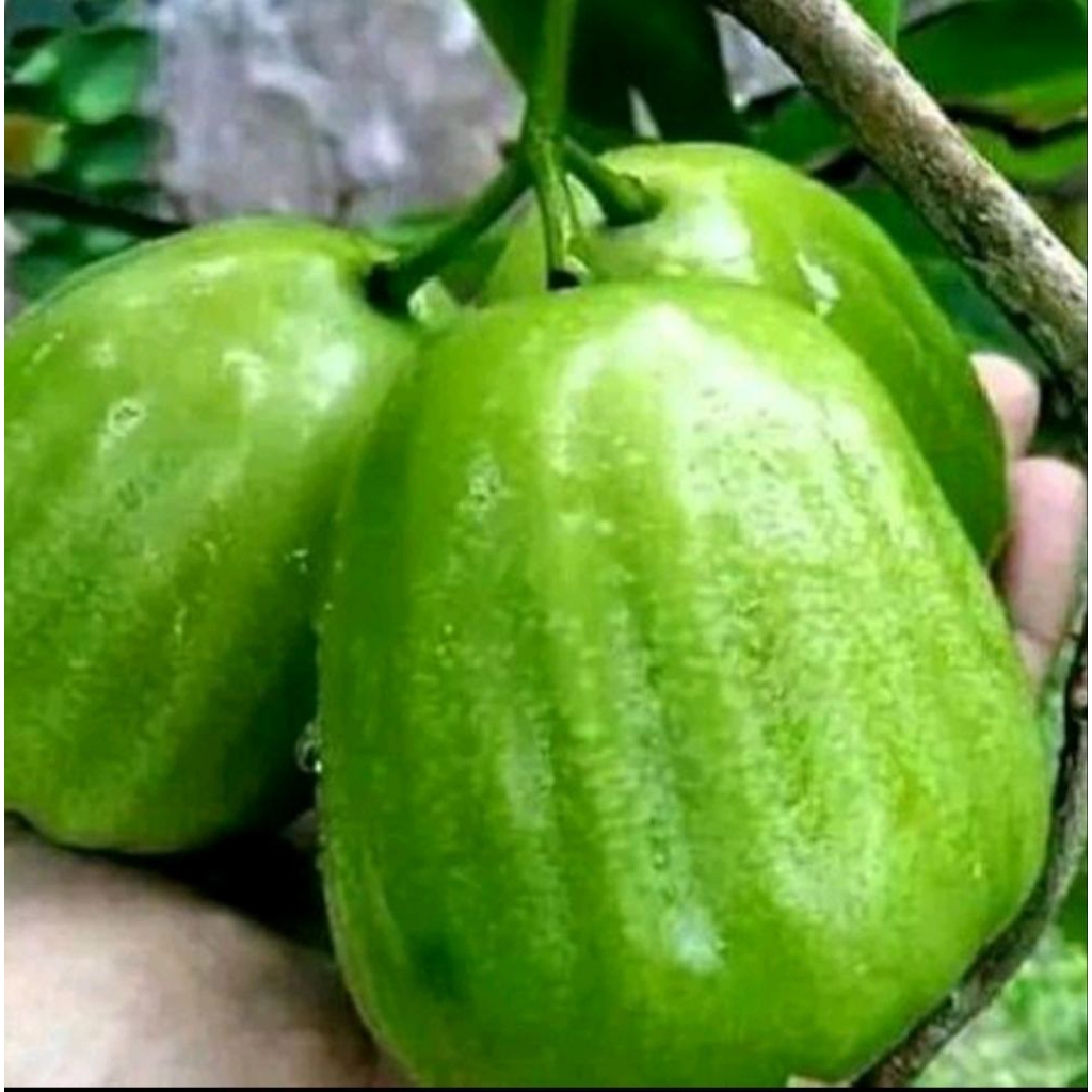 Bibit jambu air kiojok cangkok super unggul