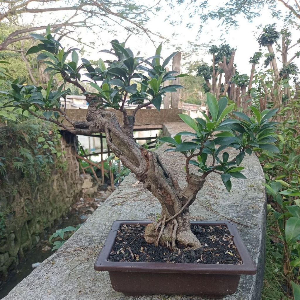 Bonsai Ficus Elegan (okulasi), real pict