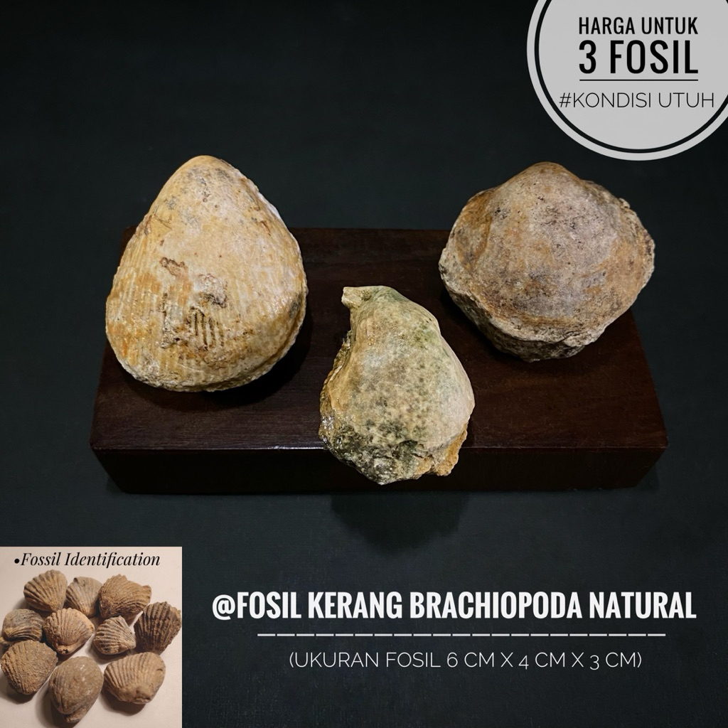 Fosil Kerang Brachiopoda Purba B48 atau Fosil Keong atau Fossil Shell atau Fosil Temuan