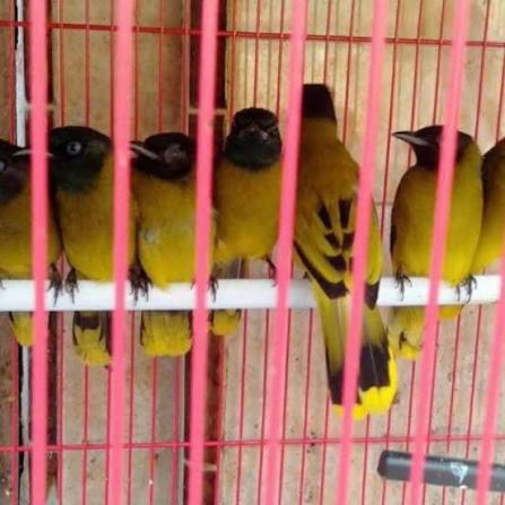 kutilang Sutra Jatim pilihan