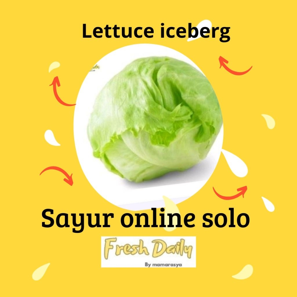 lettuce segar / lettuce ice berg