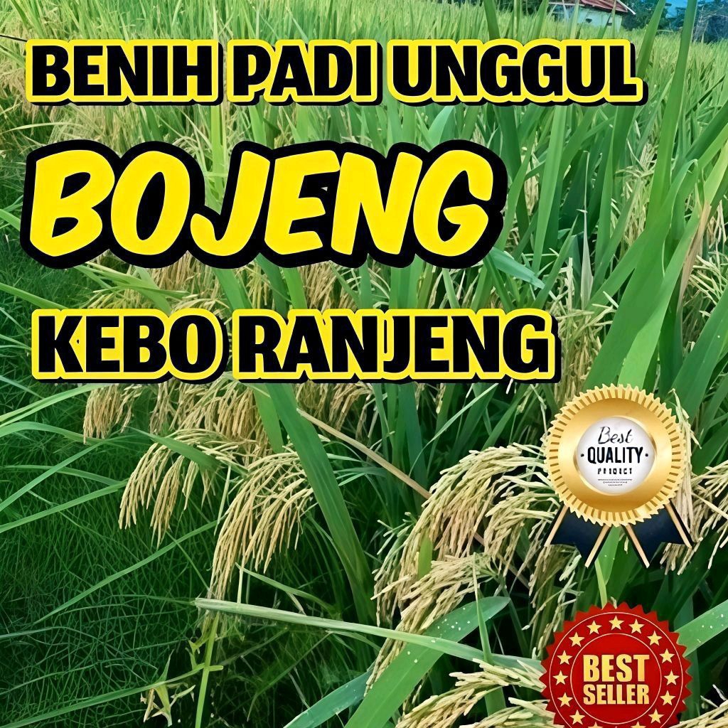 Bibit/benih padi BOJENG (Kebo ranjeng) super kualitas unggulan kemasan 5KG.