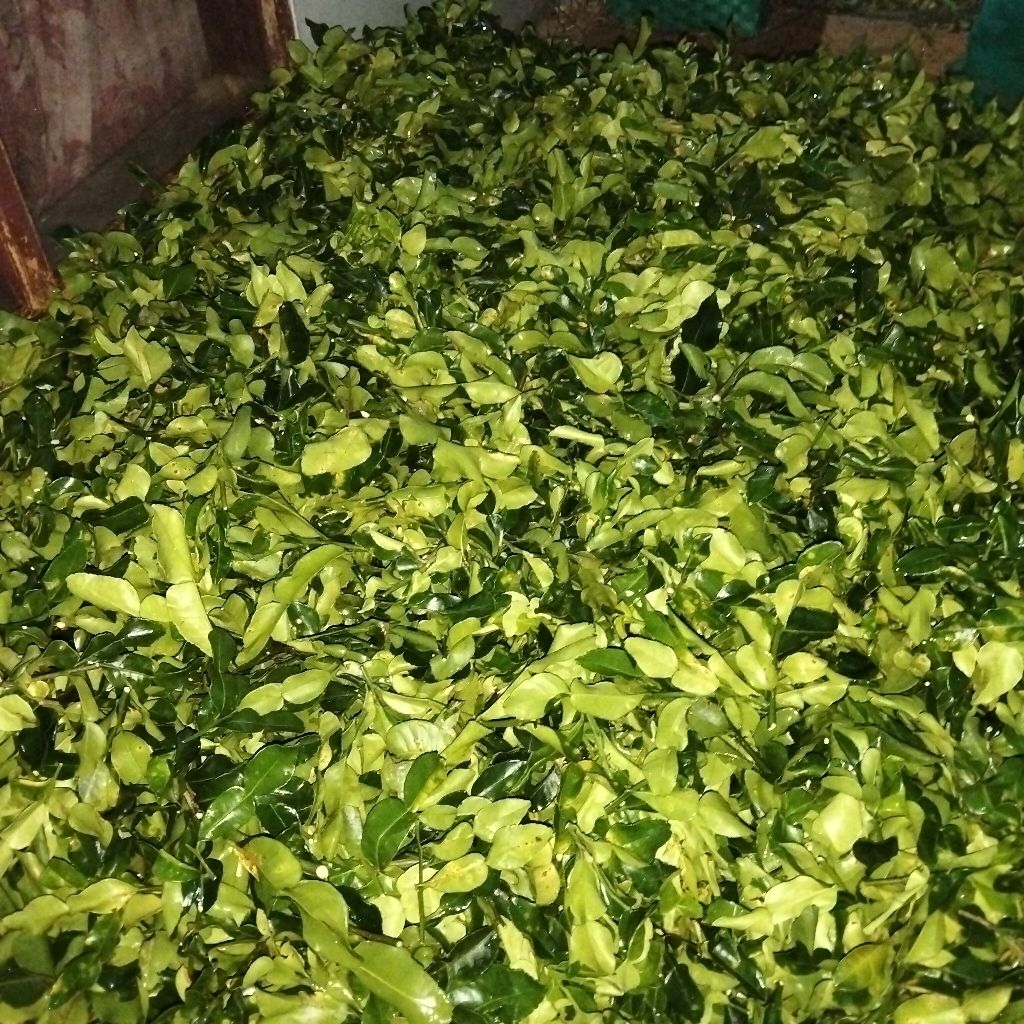 Daun jeruk purut daun jeruk Angka delapan daun jeruk bumbu masak