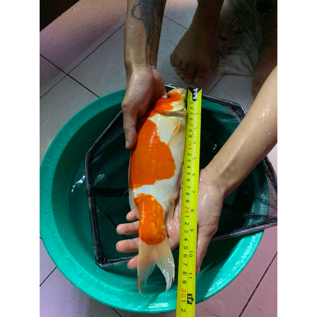 Koi Kohaku Doitsu