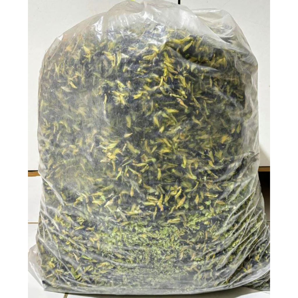 500gr Bunga Telang Kering