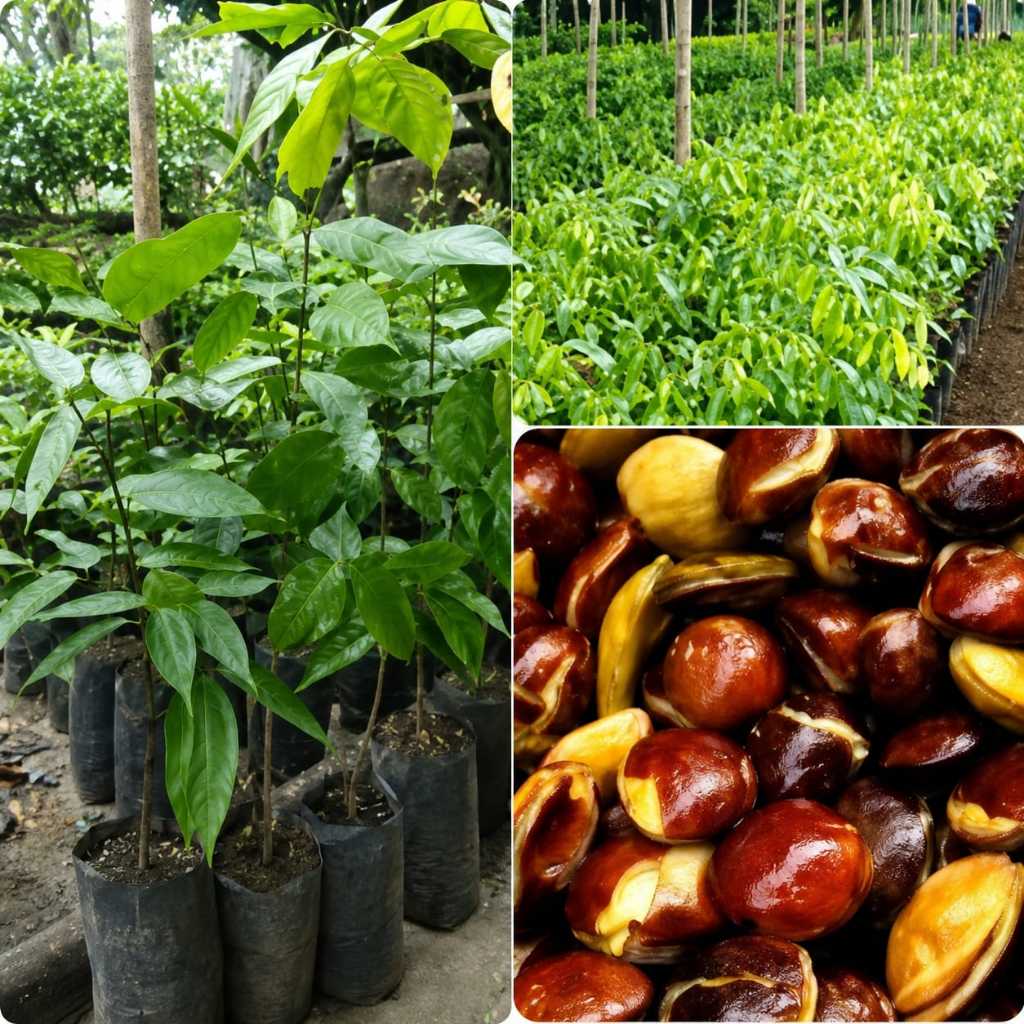Bibit Jengkol Unggul Cepat Berbuah - Pohon Jengkol Super Hasil Okulasi