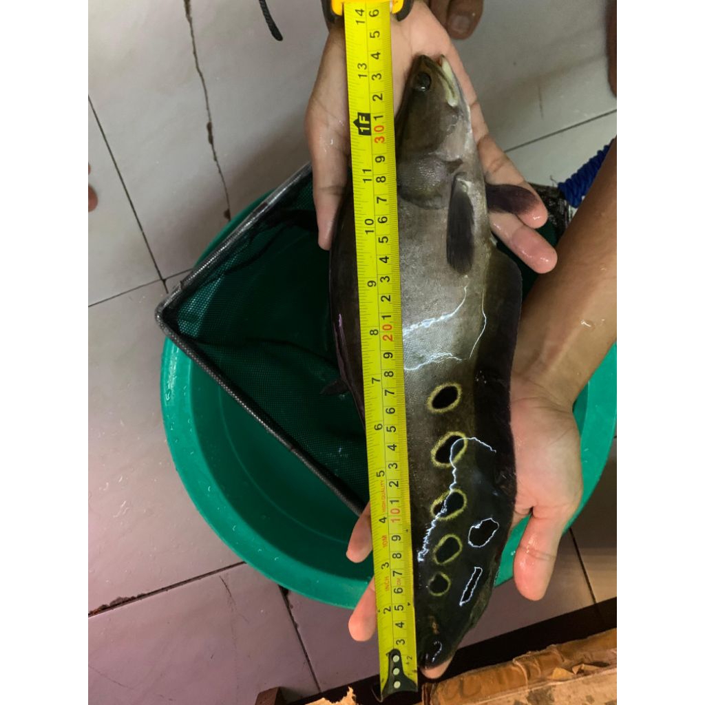 Belida Bangkok Jumbo