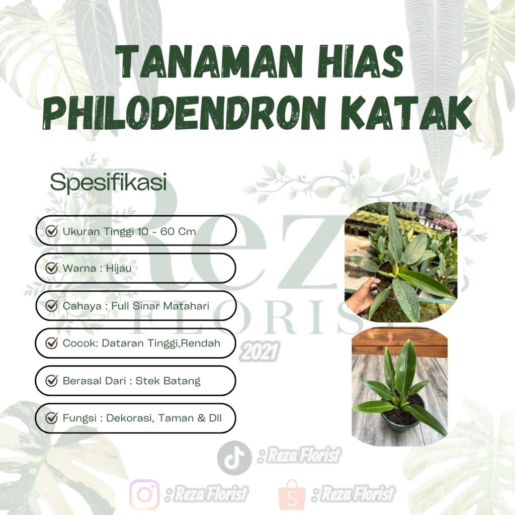 Tanaman Hias Philodendron Katak / Philo Katak JUMBO