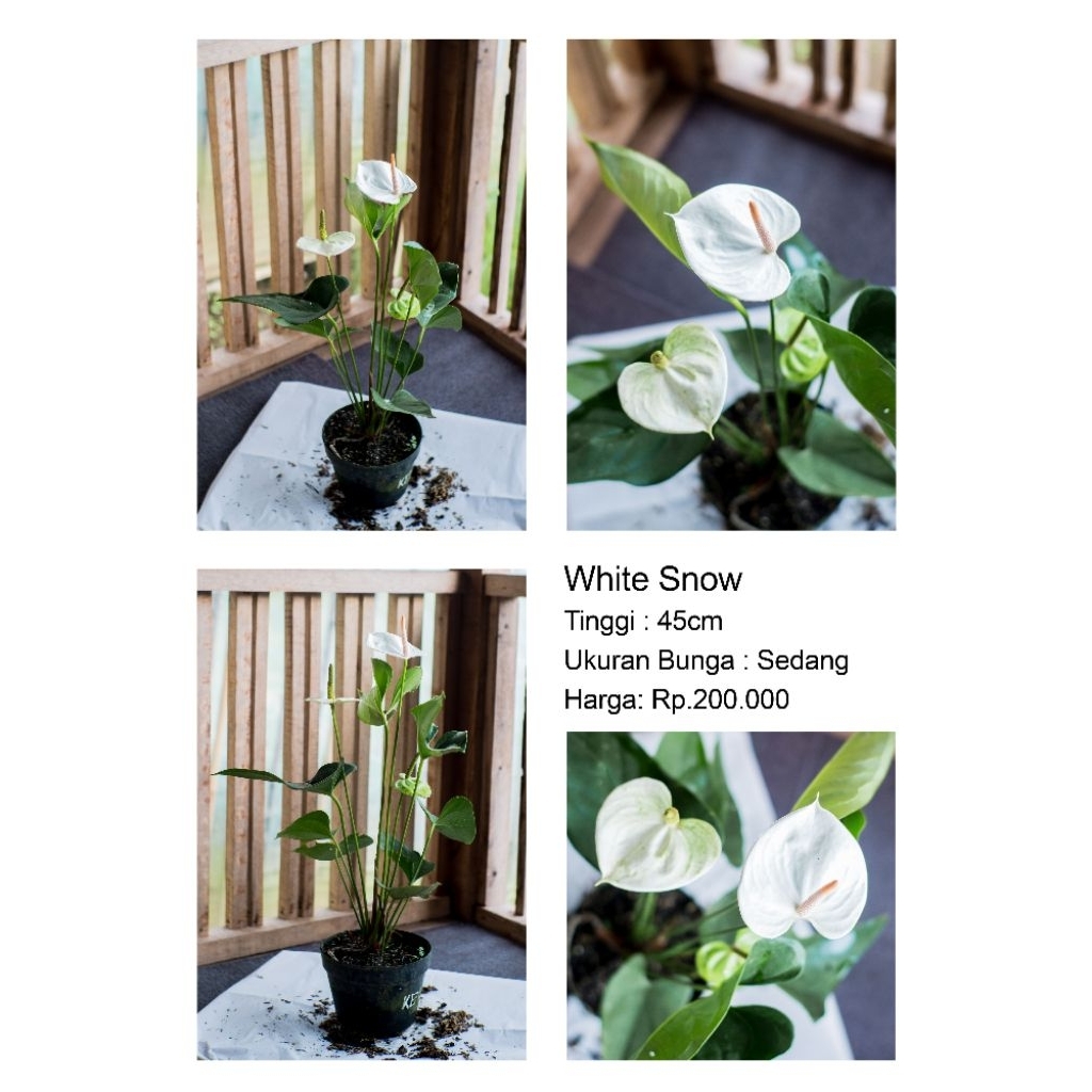 Anthurium bunga White Snow