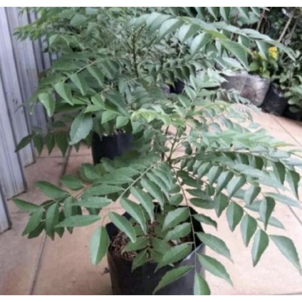 Pohon Salam Koja / Pohon Kari Bibit Tanaman Pohon Daun Salam Koja