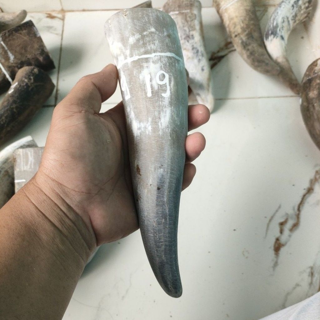 tanduk sapi bule padat 16-19 cm