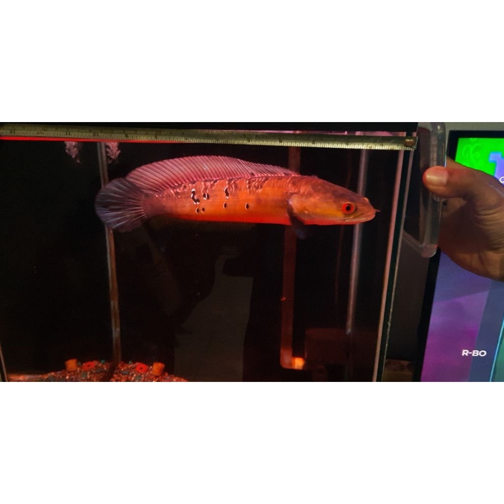 RED BARITO chana maru