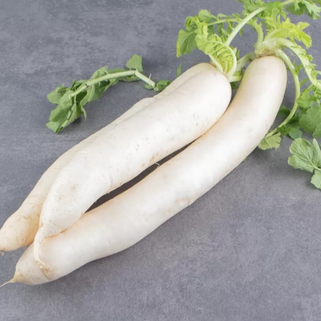 lobak segar, sayur lobak putih,
