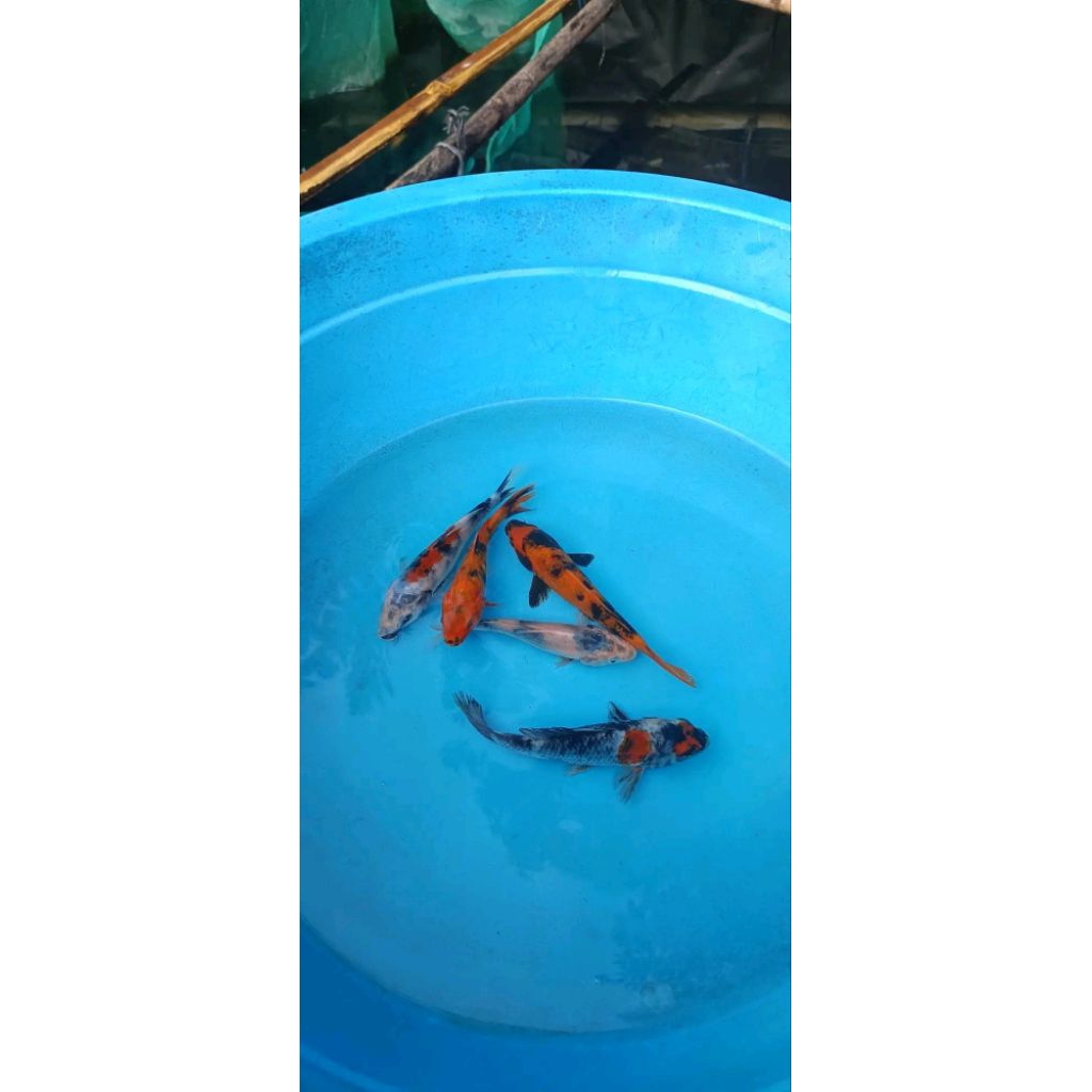 koi 5 biji 15-17 cm