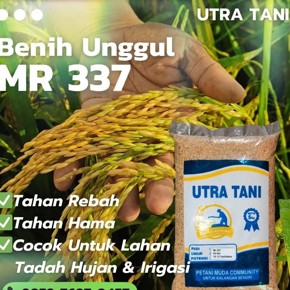 Benih padi unggul MR 337 5Kg UTRA TANI bibit Mr337 Mr-337 5kg