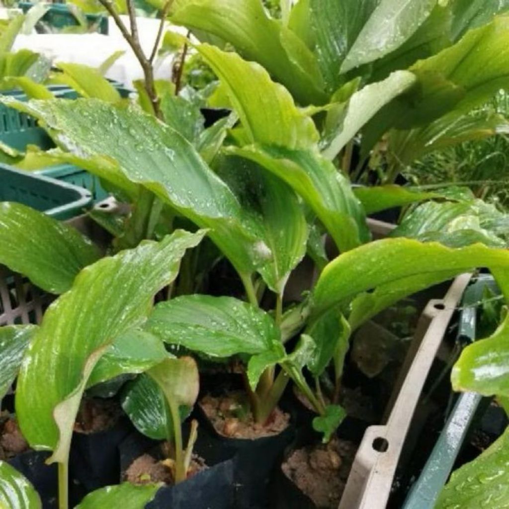Benih/ bibit kunyit hitam asli/1bibit