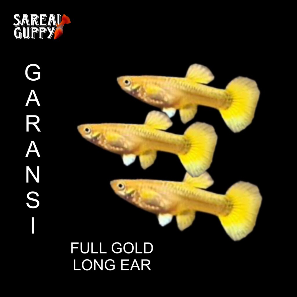 Box Sterofoam - Guppy Full Gold Jantan & Betina