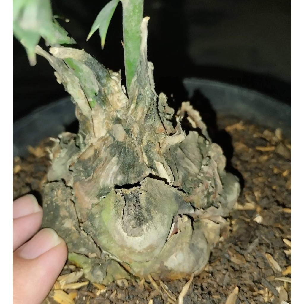 Tanaman Purba Encephalartos Ferox caudex 8cm