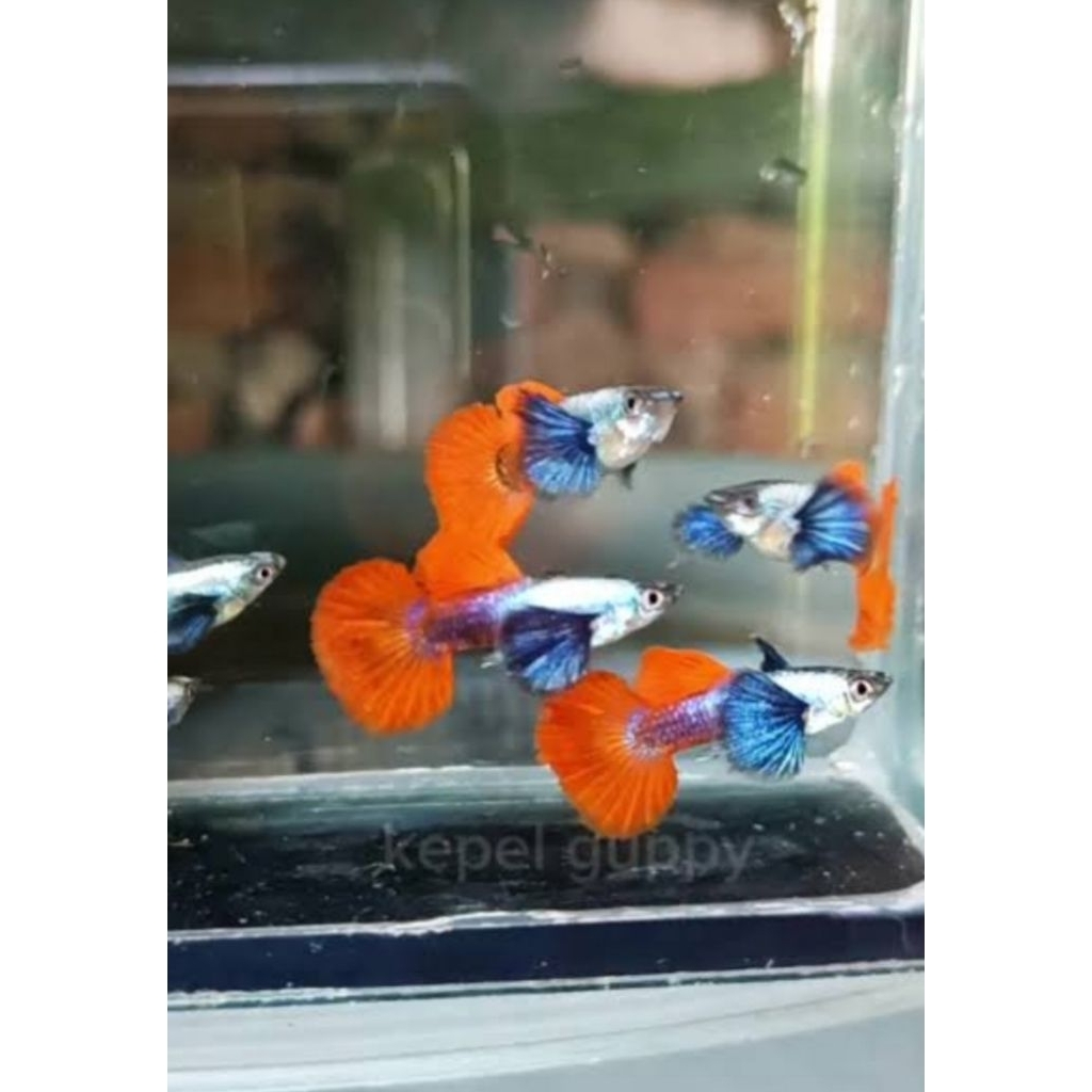 paket isi 10 ikan guppy prtde ukuran indukan