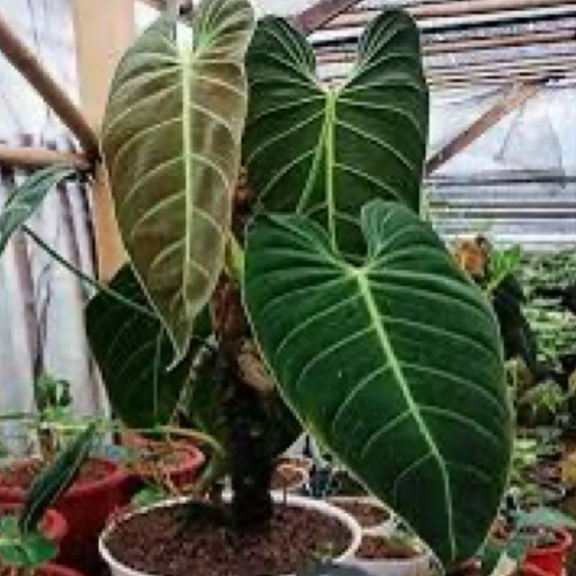 Philodendron Melanochrysum