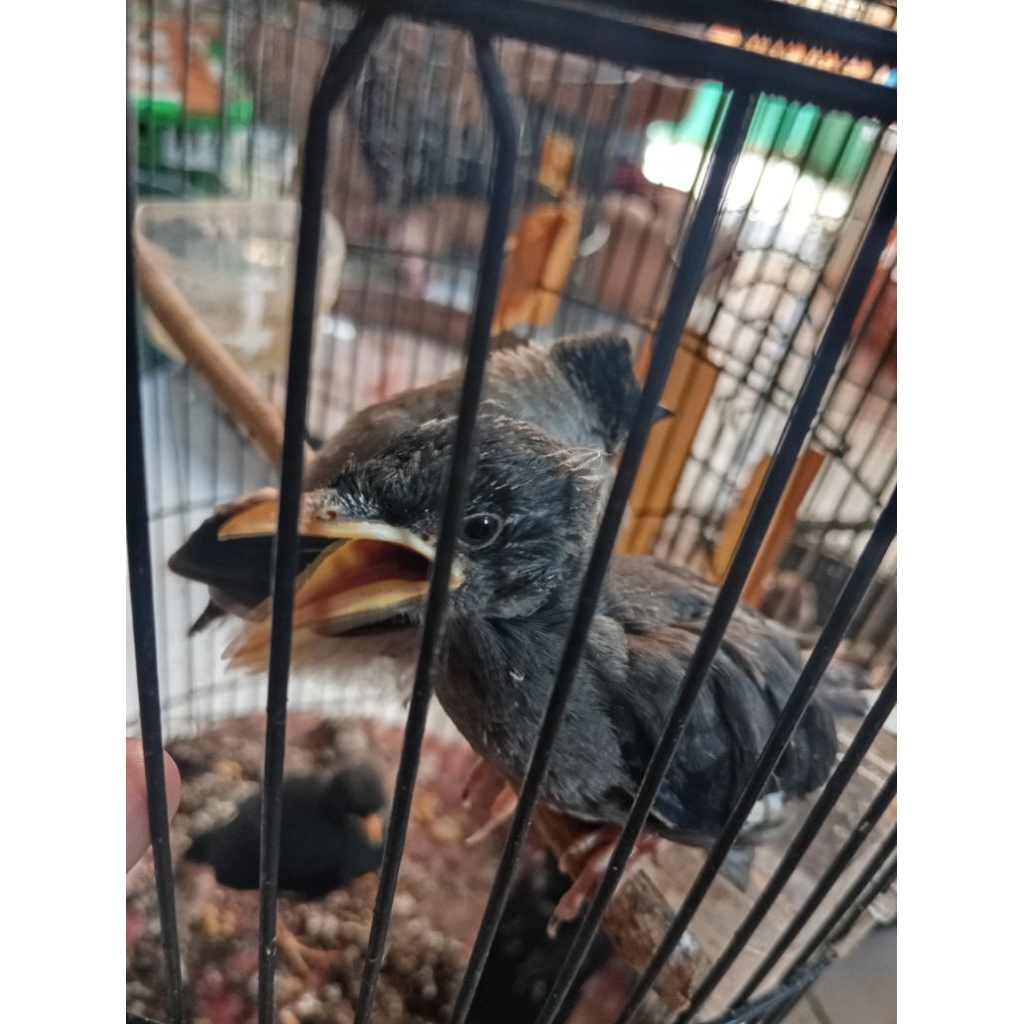 ANAKAN JALAK KEBO - KHUSUS PENGIRIMAN BANDUNG RAYA