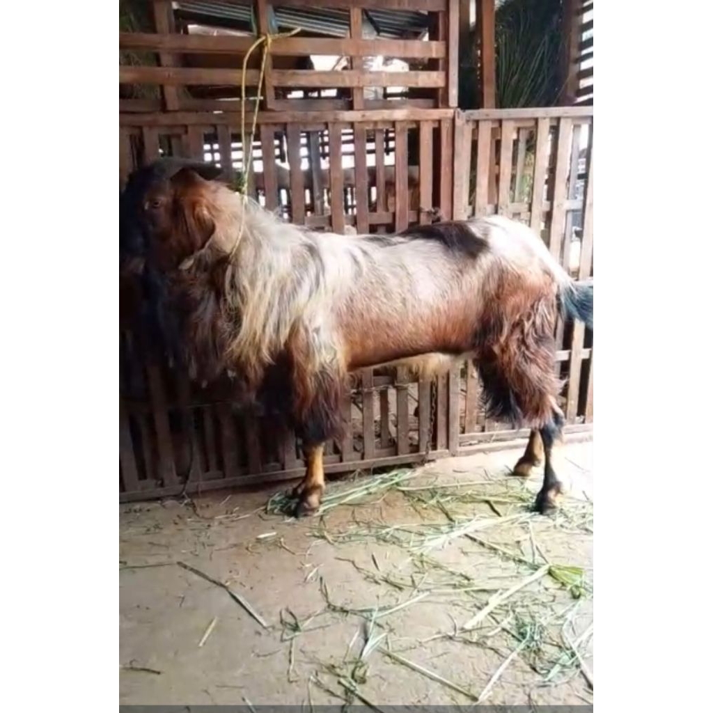 Kambing Qurban Jantan super tinggi 1 meter Poel Istimewa