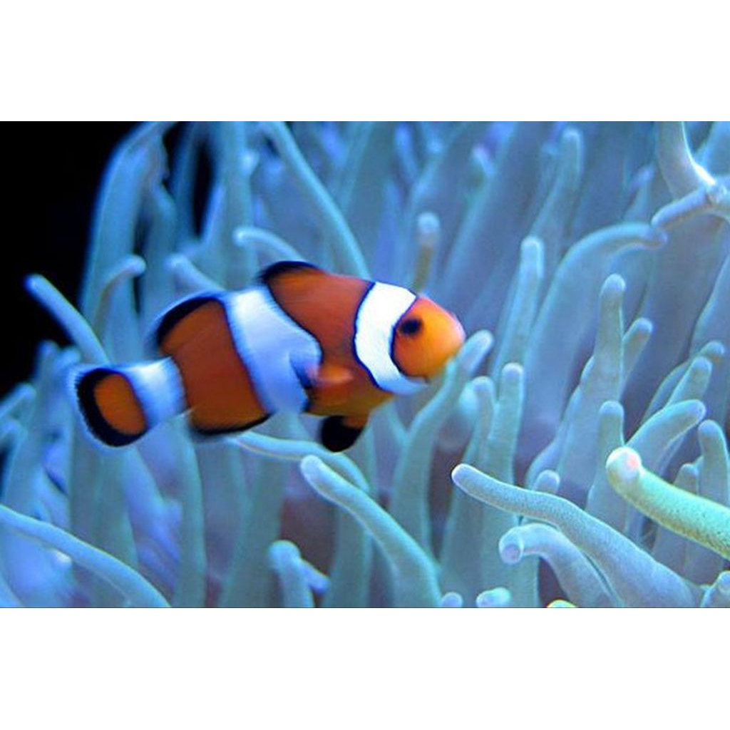 ikan hias Nemo(air laut) (khusus gojek)
