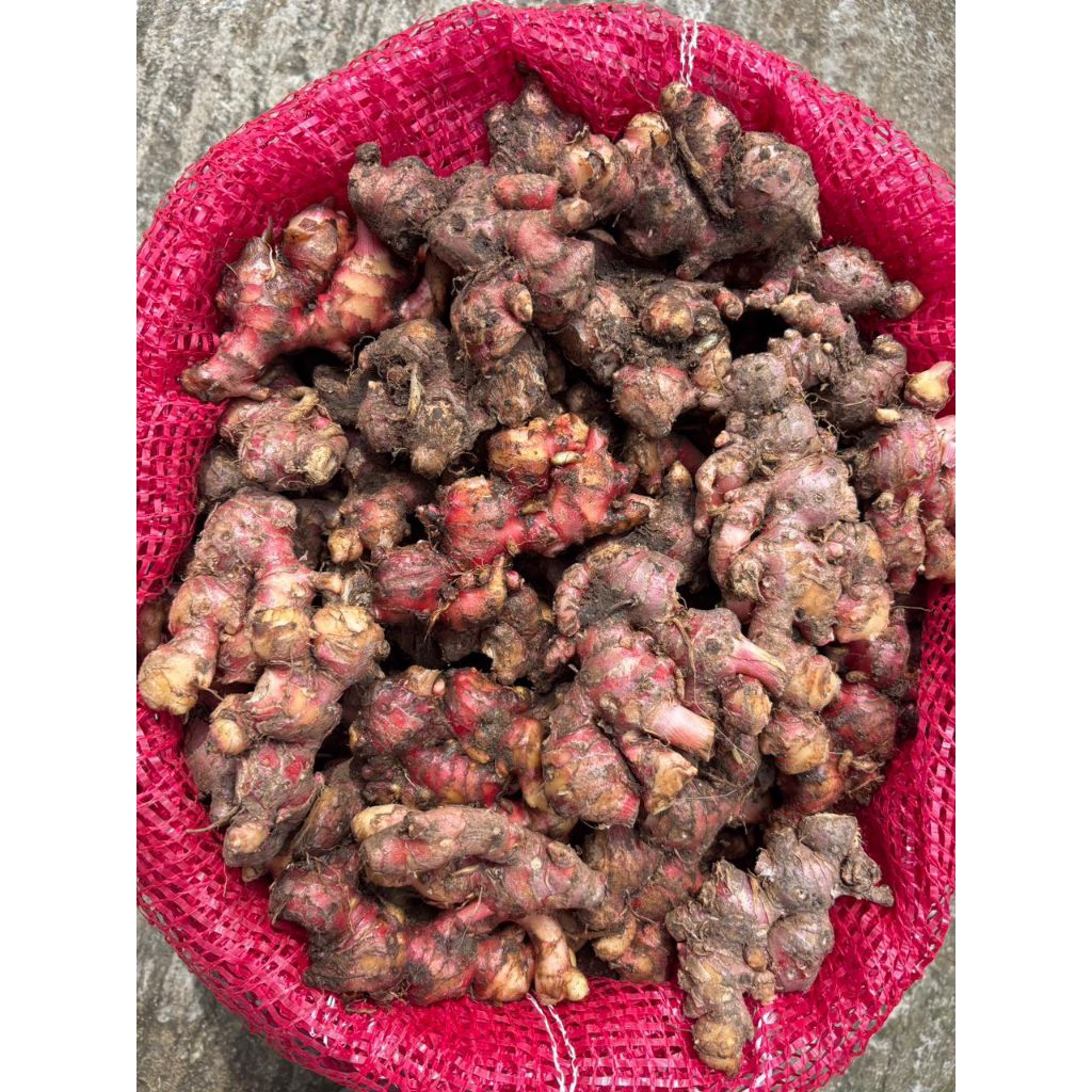 Jahe Merah Medan 1kg Jahe Merah Segar Jahe Merah 1kg fresh Rempah Herbal Wedang Jahe Segar