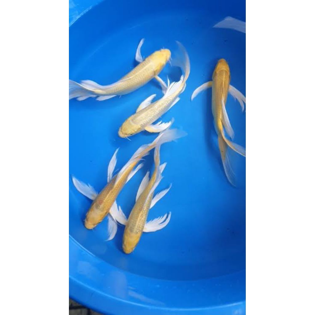 ikan hias koi ogon slayer(khusus gojek)
