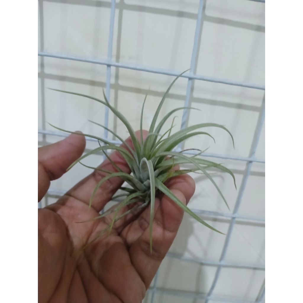 Tillandsia utriculata var. pringlei Dewasa