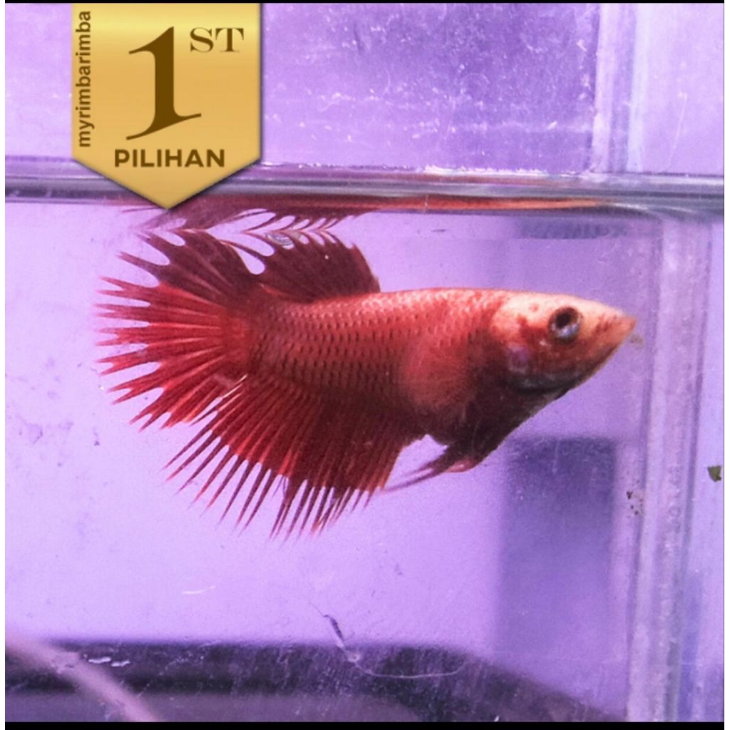 kan Cupang Betina Full Red Crown Tail Hiasan Aquarium Tanaman Air Aquascape