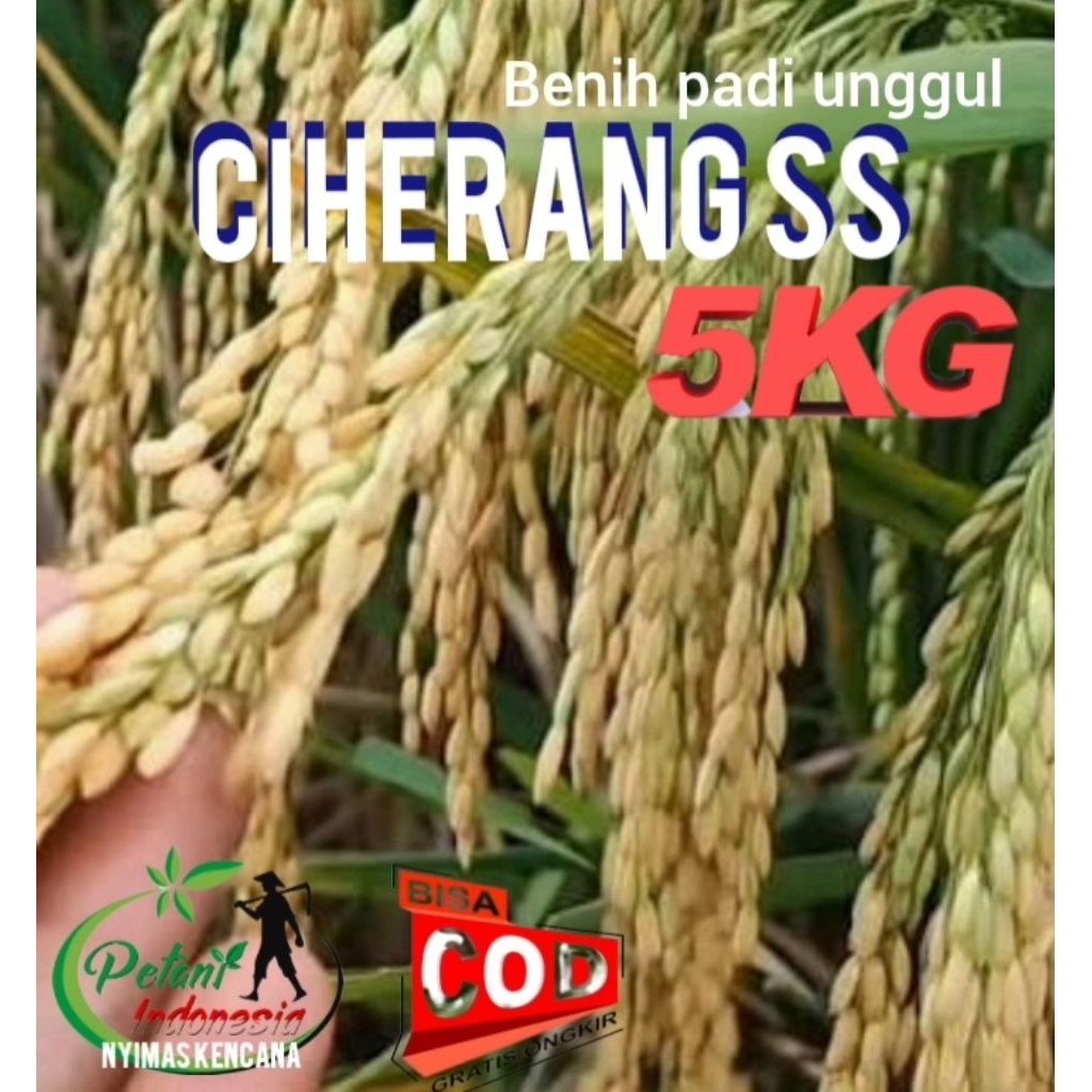 BENIH PADI CIHERANG SS ORIGINAL KEMASAN 5KG