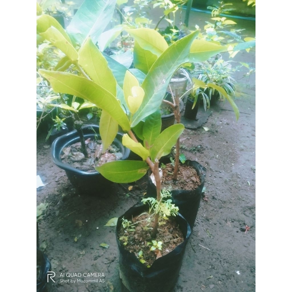 bibit jambu air okulasi