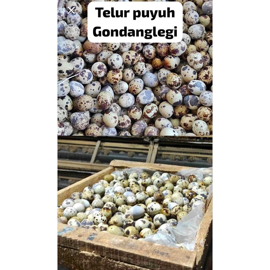 TELUR PUYUH 1KG