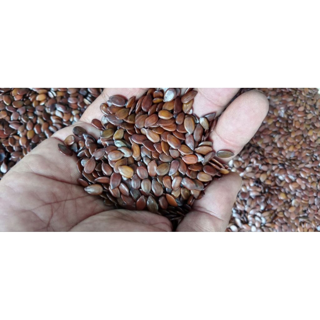 Biji lamtoro/petai Cina