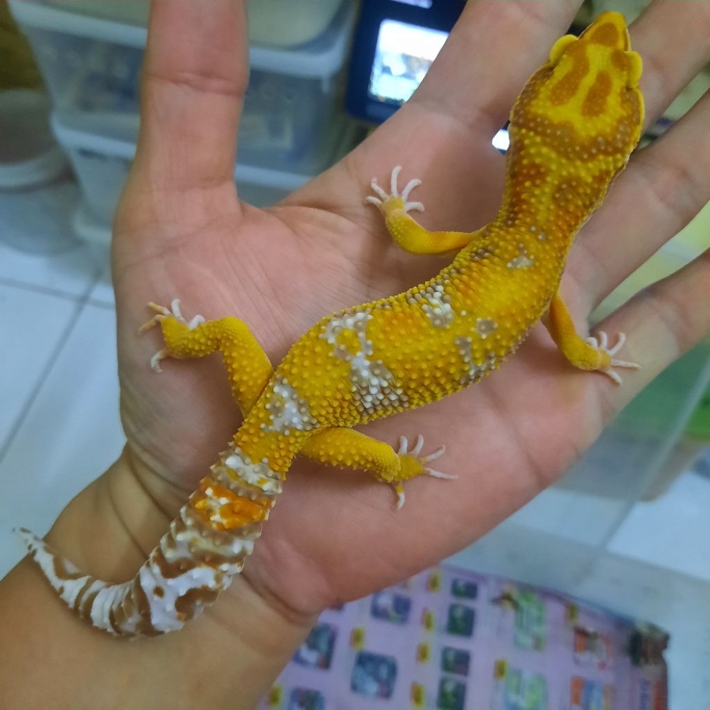 Mainan anak Dewasa gecko Leopard Jantan emerine RS Tremper