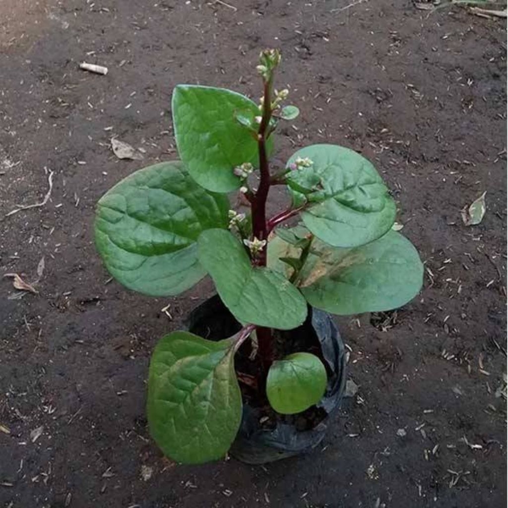 Bibit Tanaman Herbal Binahong Tanaman Herbal Binahong Gendola